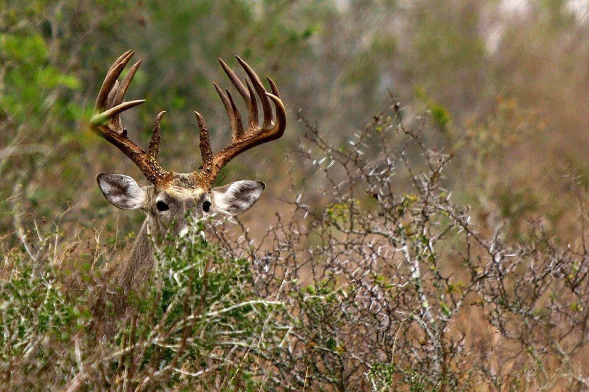 At its core, the heart of deer hunting is raw, natural and unmoving. But the intricacies of modern deer hunting make it ever-changing. (John Hafner photo) 