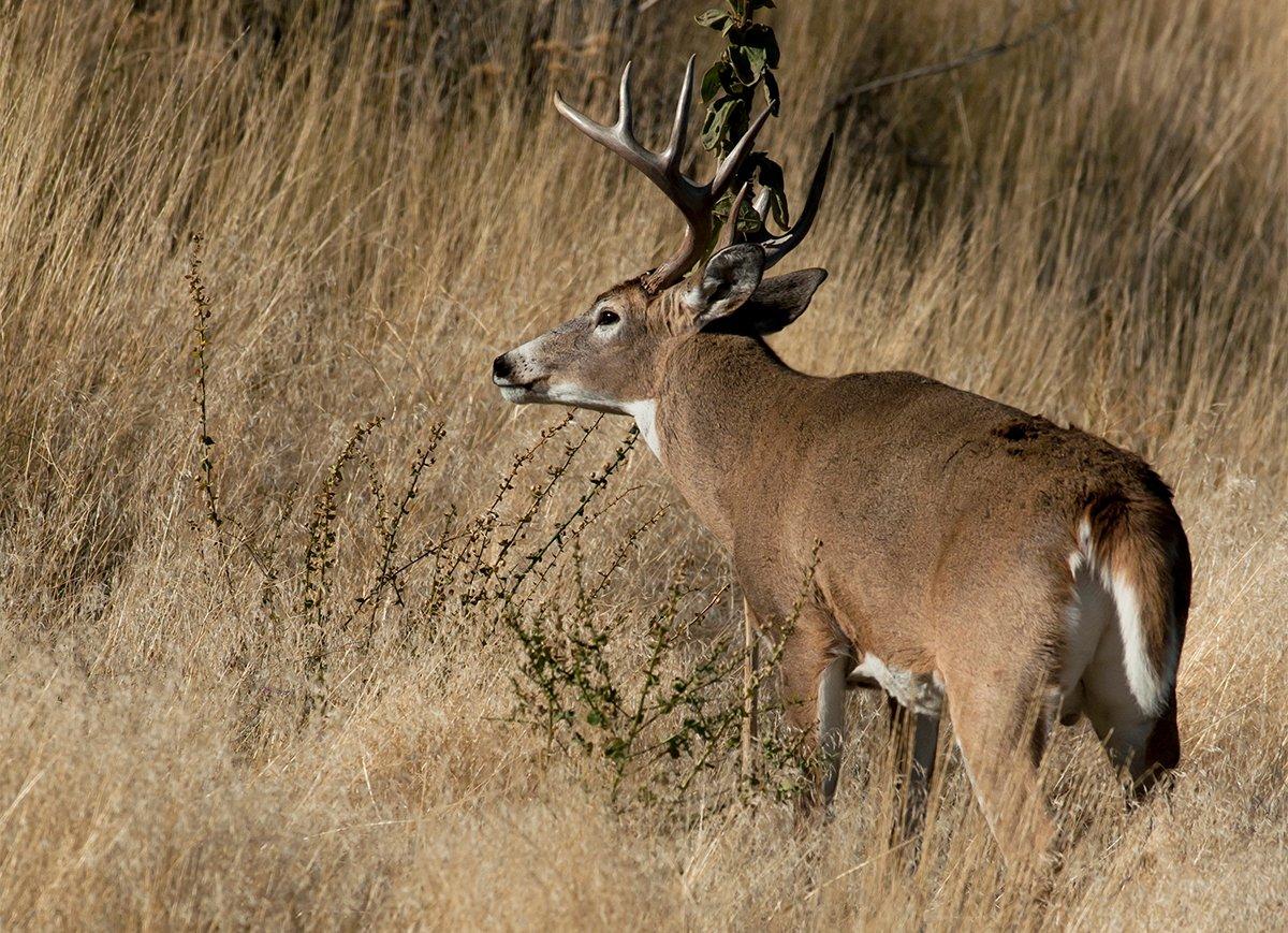 Wounded Bucks Run Downhill (and Other Advice to Ignore) - Realtree Camo