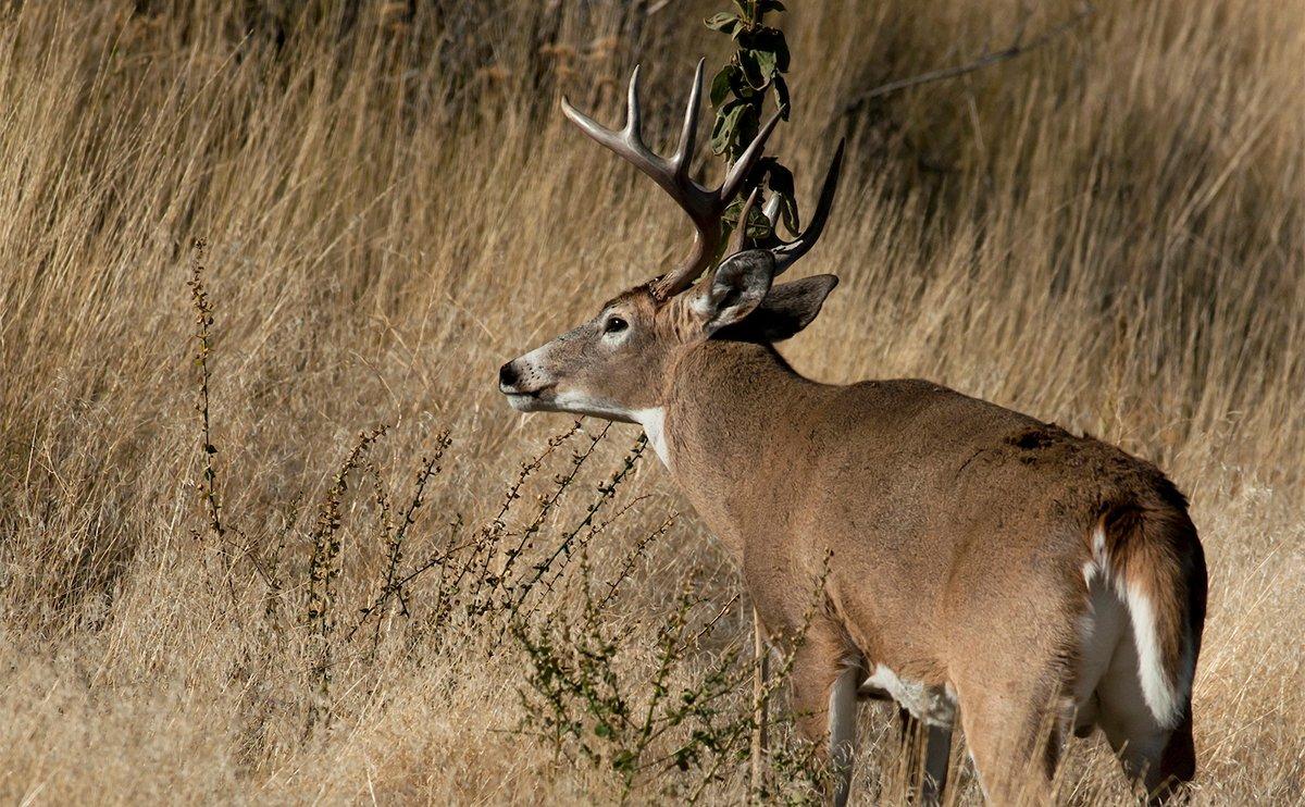 In-season scouting doesn't have to be difficult. Follow a series of steps to find the hotspot where you hunt. (John Hafner photo)