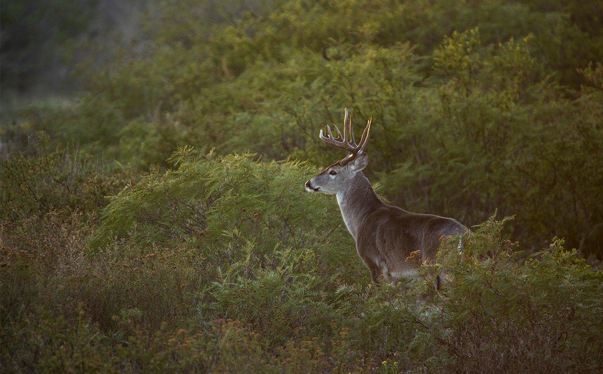 Do you understand how deer use the landscape? (John Hafner photo)