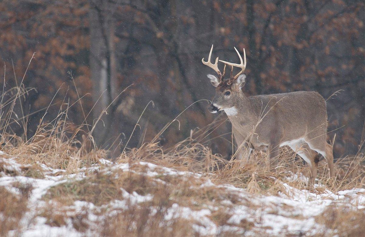 Has the Earn-a-Buck system ever cost you an antlered whitetail? (John Hafner photo)