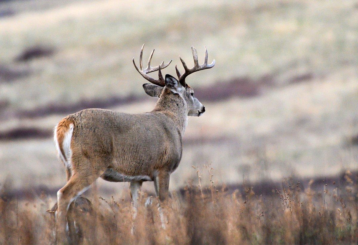 Sometimes we just can't explain why seemingly good shots don't bring deer down. (John Hafner photo)