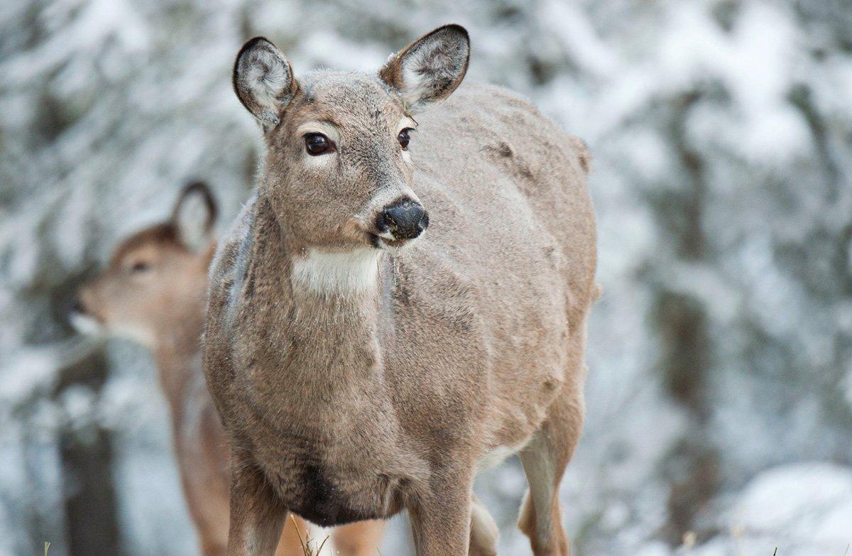 When do you shoot antlerless deer? (John Hafner photo)