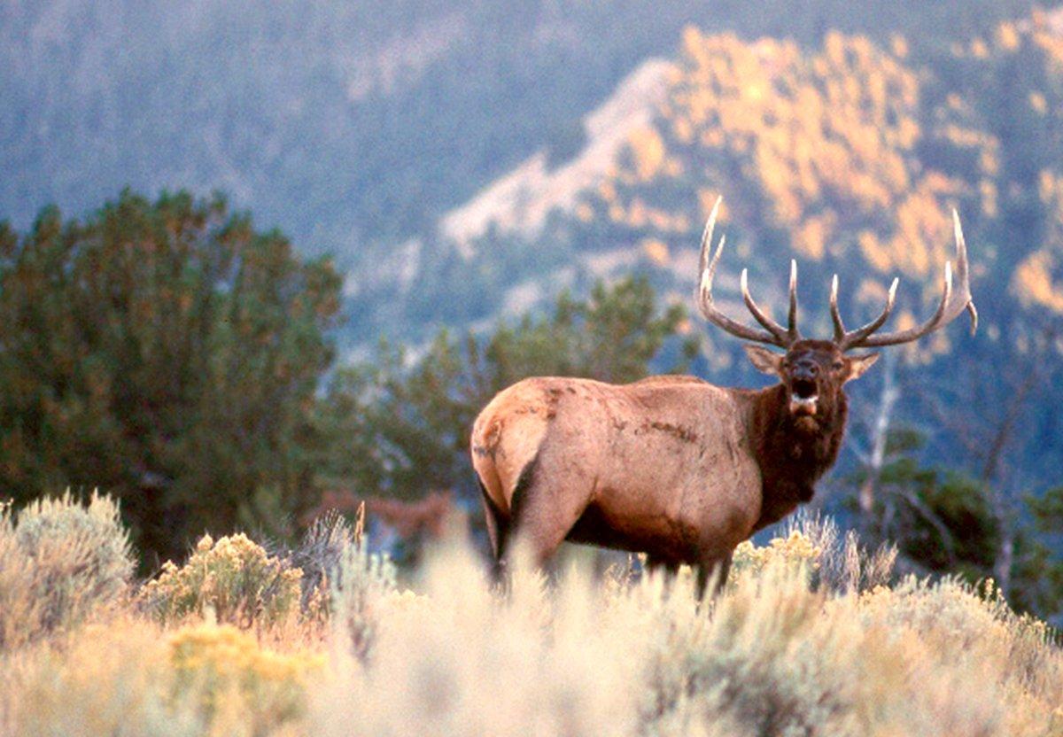 Have you ever heard a bugling bull elk? (John Hafner photo)