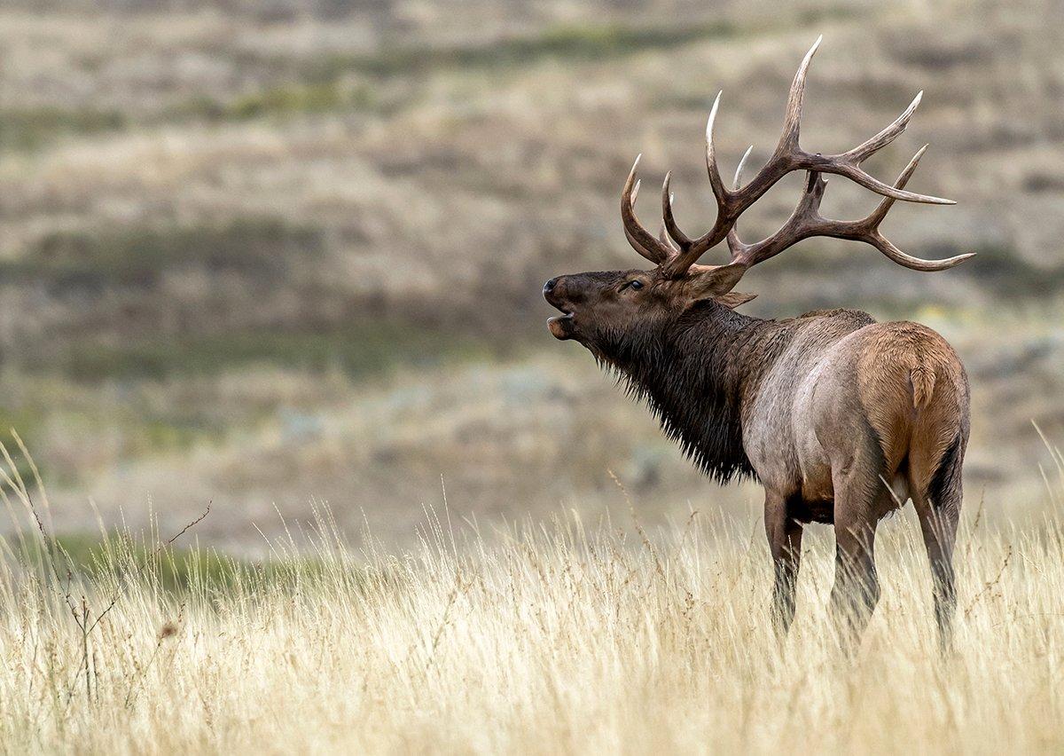 Elk hunting in the East is an entirely different experience. (John Hafner photo)