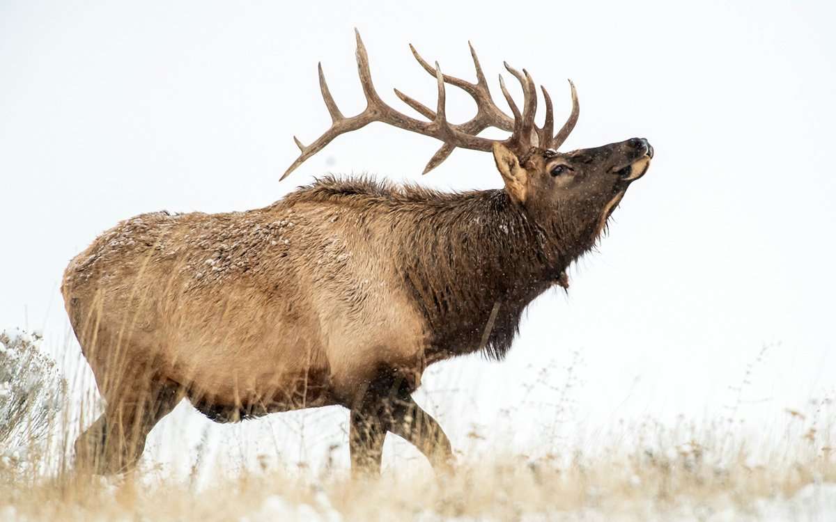 www.realtree.com