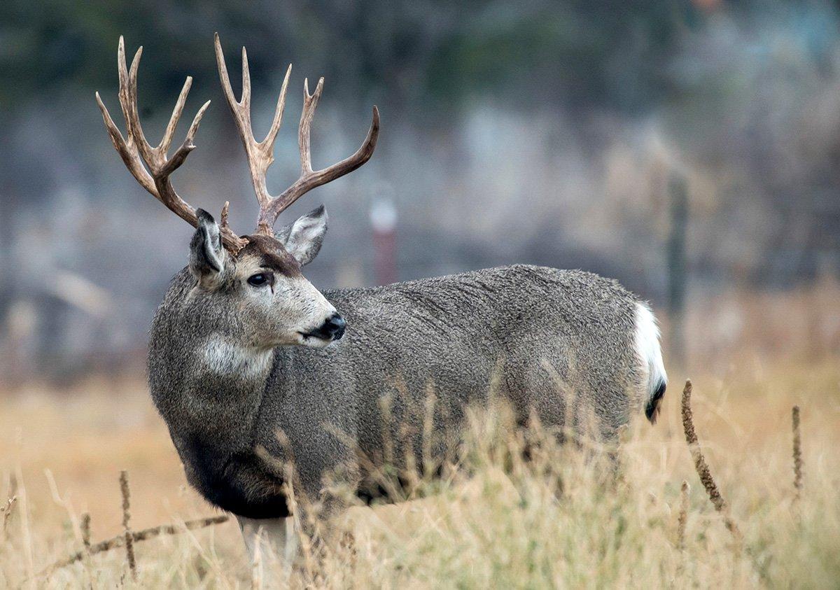 Alert mule deer frequently stand around and stare for a few seconds longer than whitetails. (John Hafner Image)