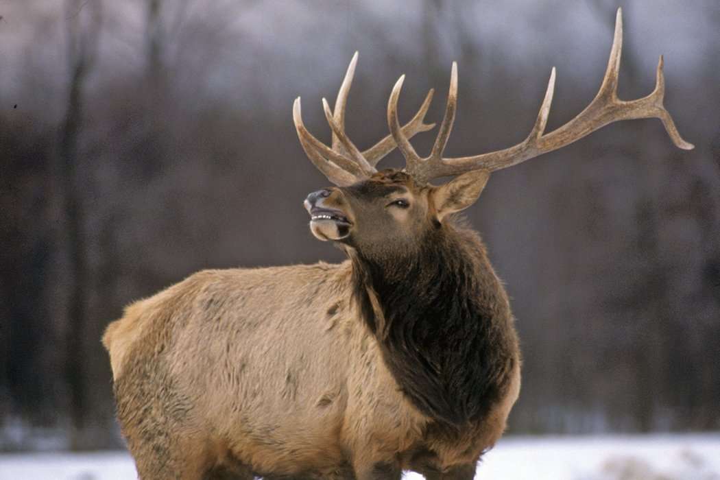 Rocky Mountain Elk
