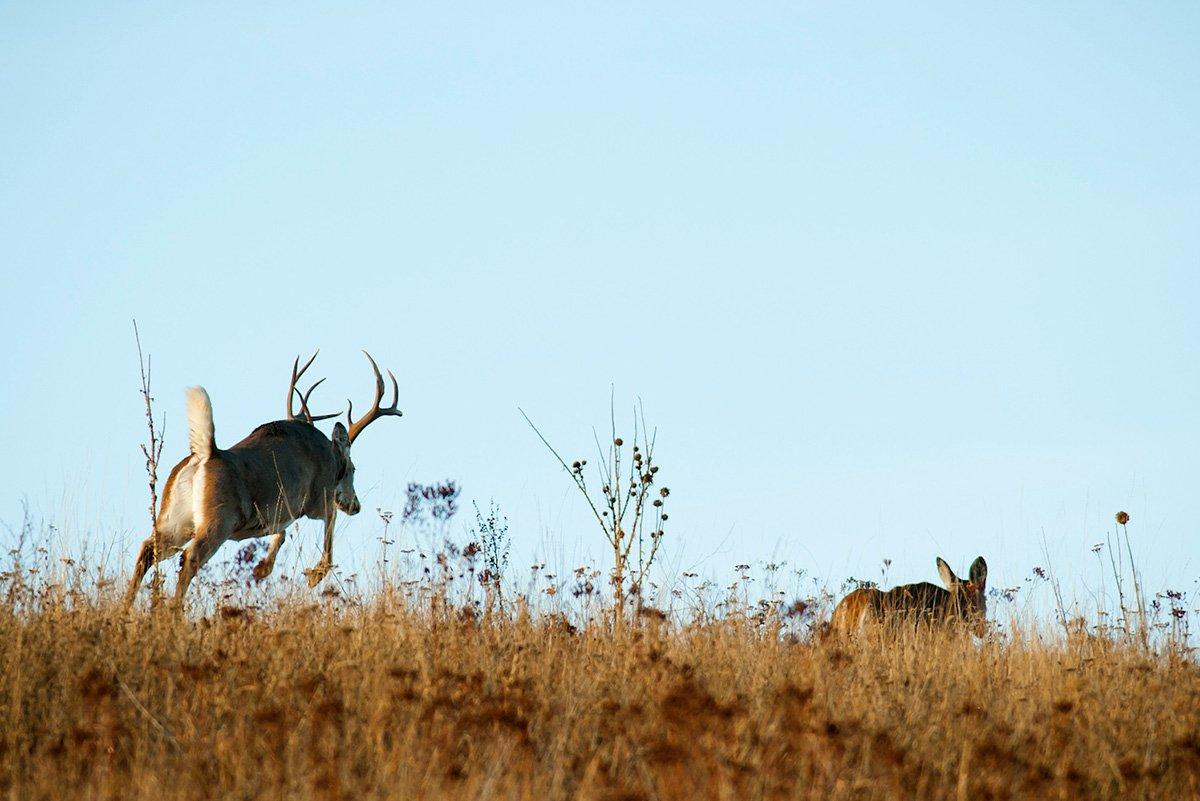 November is the month most deer hunters live for. But when is the best time to be in a tree? (John Hafner photo)