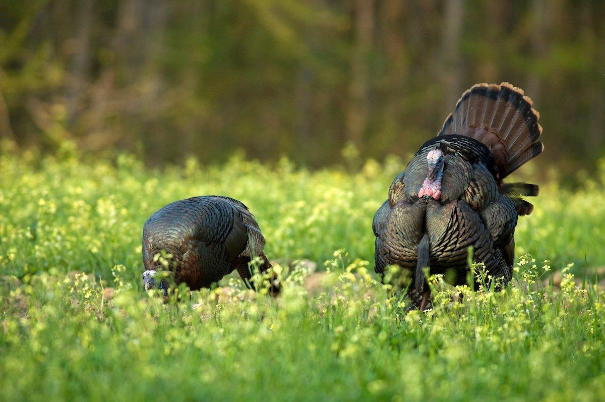 Ohio Spring Turkey Season Kill Tops 21,000 Birds Realtree Store