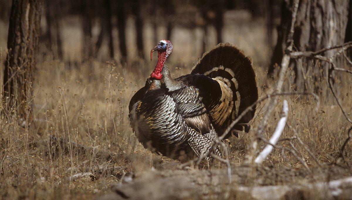 turkey hunting backgrounds