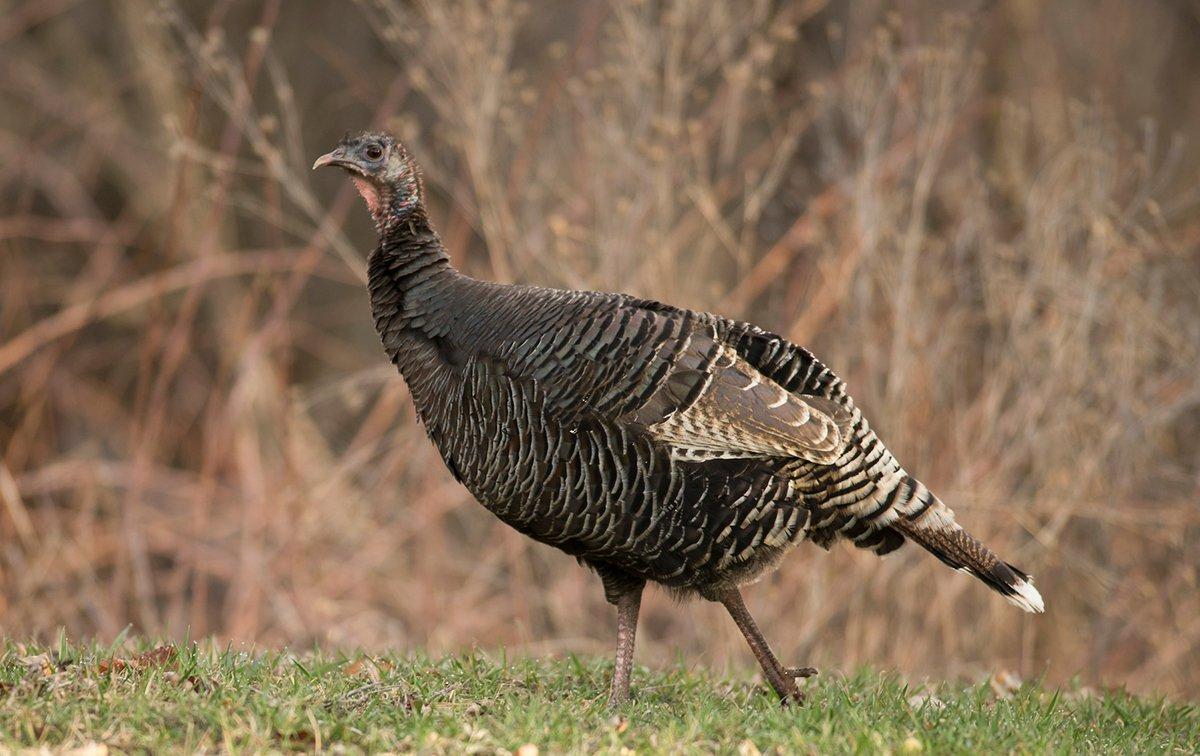 Should You Shoot a Hen This Fall Turkey Season? - Realtree Camo