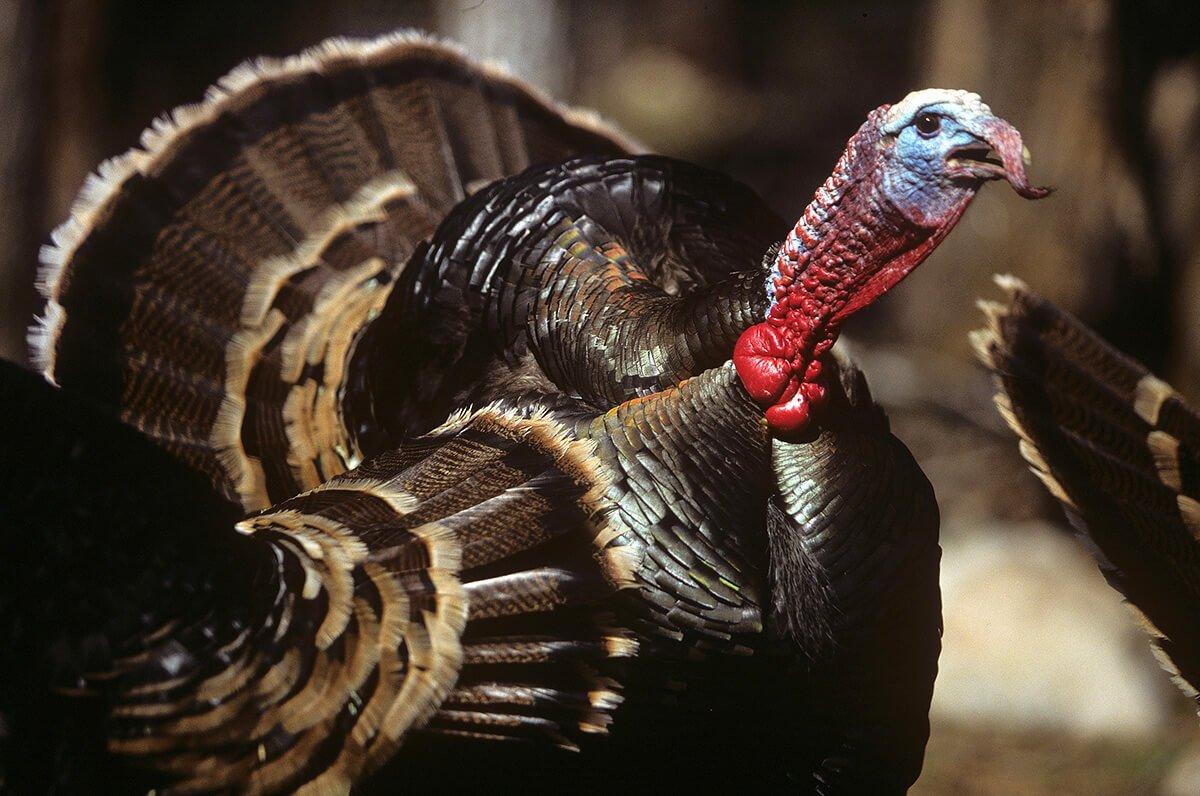 You'll find Merriam's, Rios, Easterns and hybrid wild turkeys in the Northwest region. © John Hafner photo