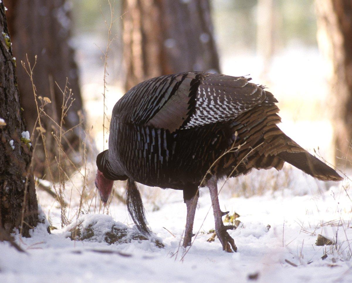 https://cdn.media.amplience.net/i/realtree/chafner-turkey-snow?fmt=auto&qlt=75