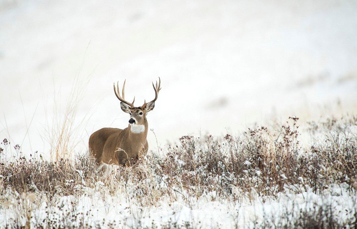 Are south-facing slopes just a bunch of popular talk? Or do deer really live there? (John Hafner photo)