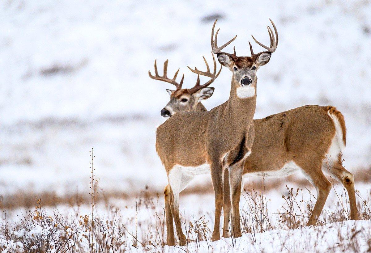 Have a late-season buck you just can't seem to kill? Welcome to the club. (John Hafner photo)