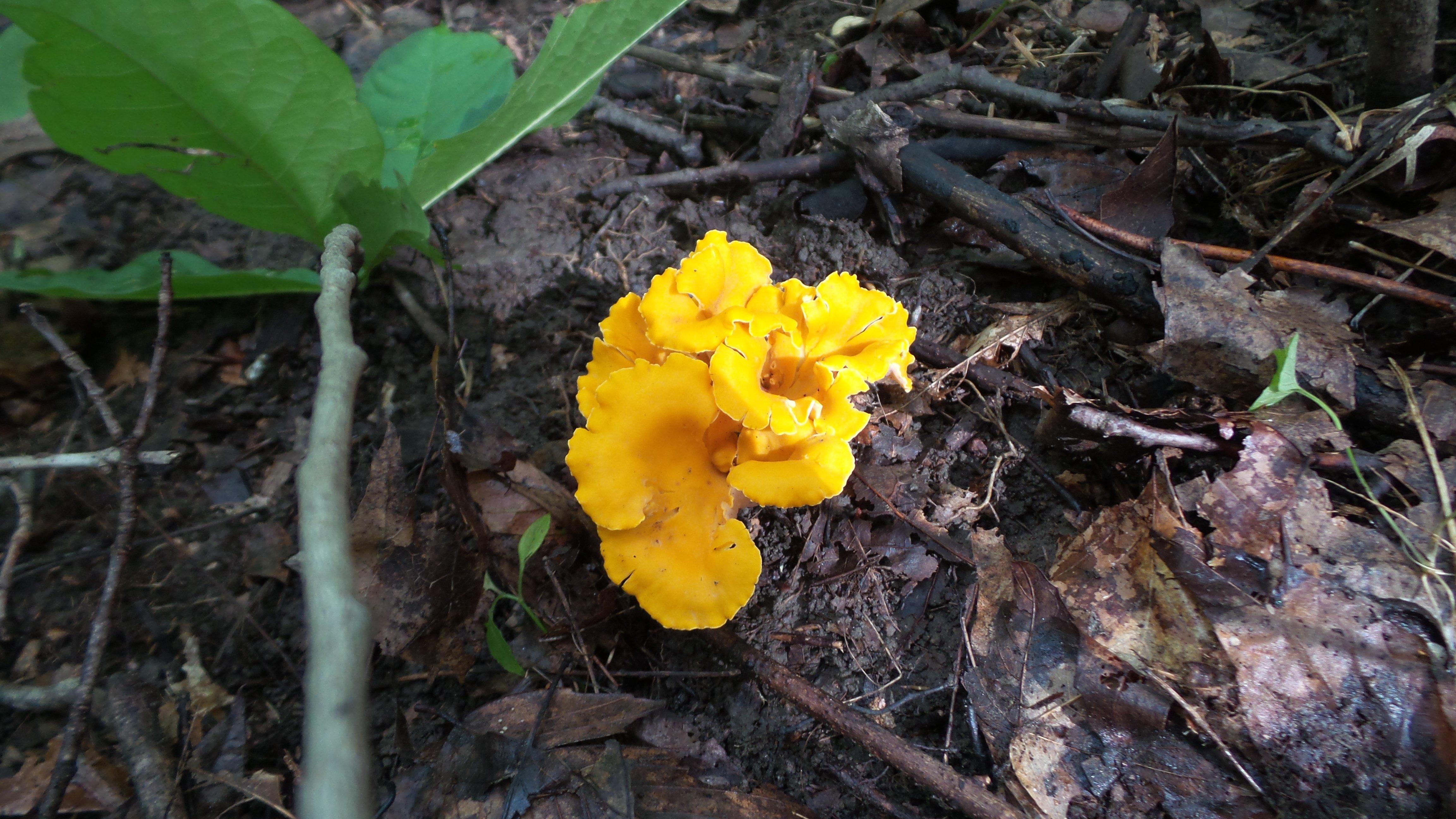 Chanterelles are easy to spot in the woods.