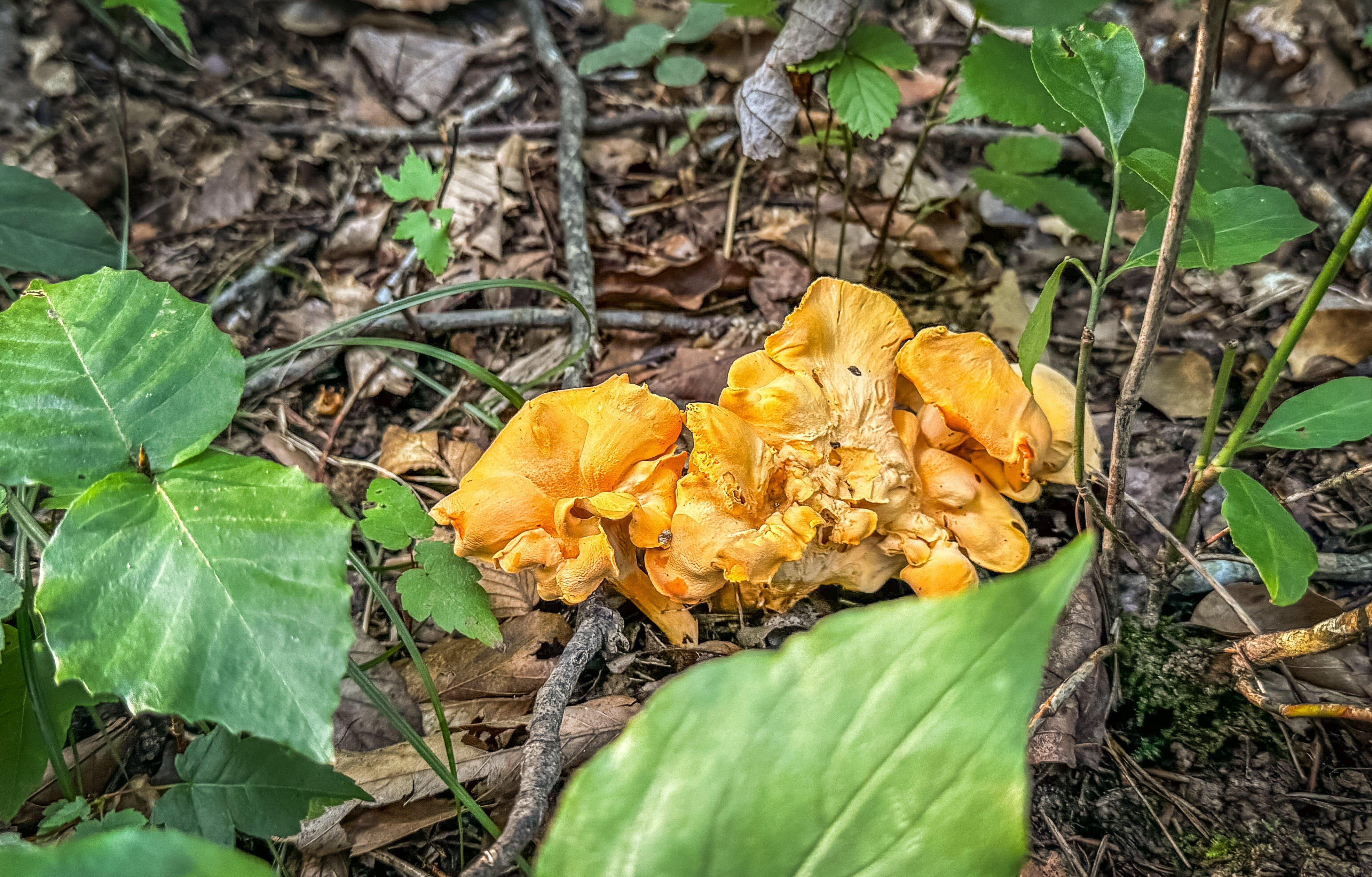 Image: chanterelle_soup_1