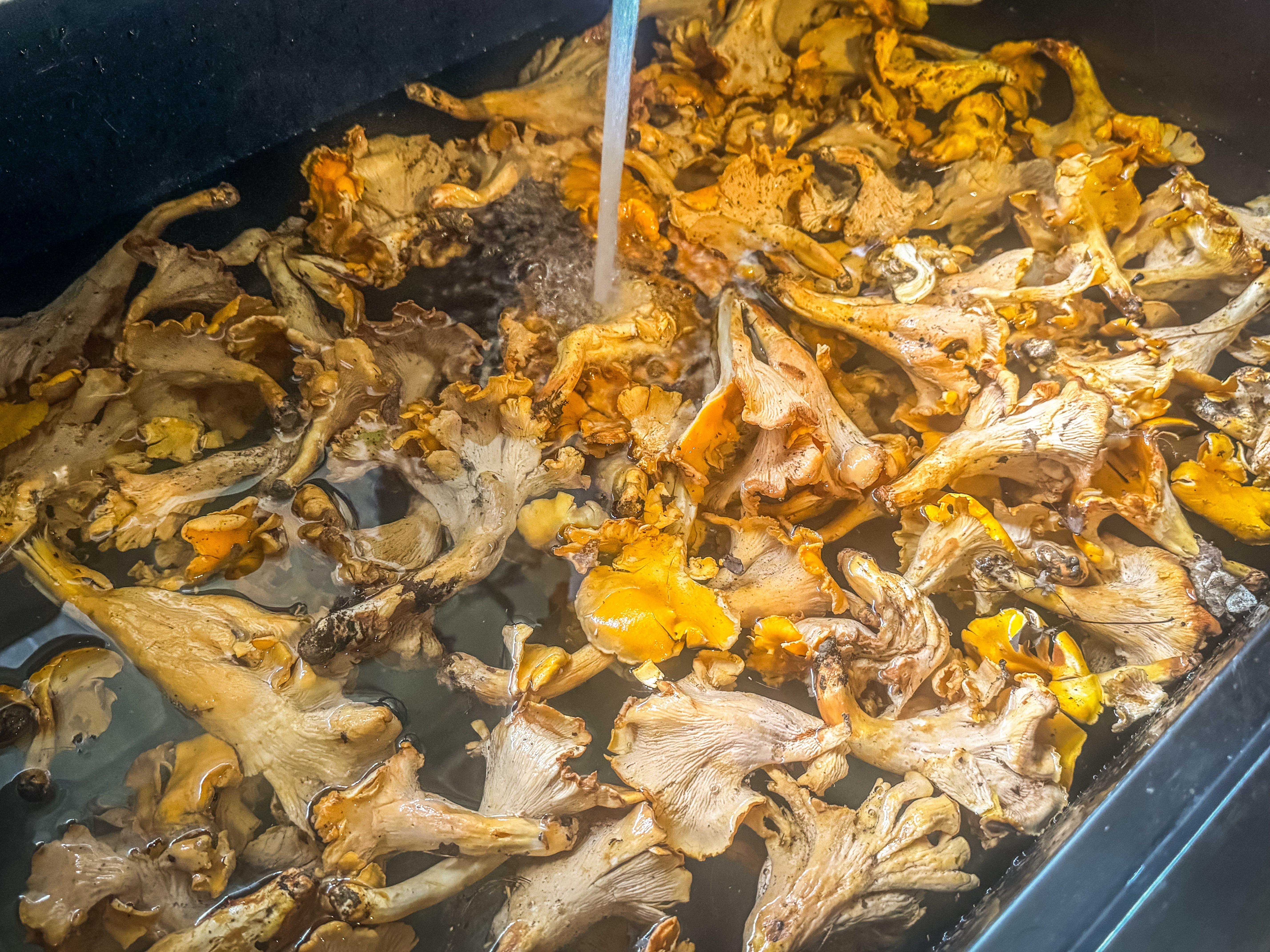 Image: chanterelle_soup_2