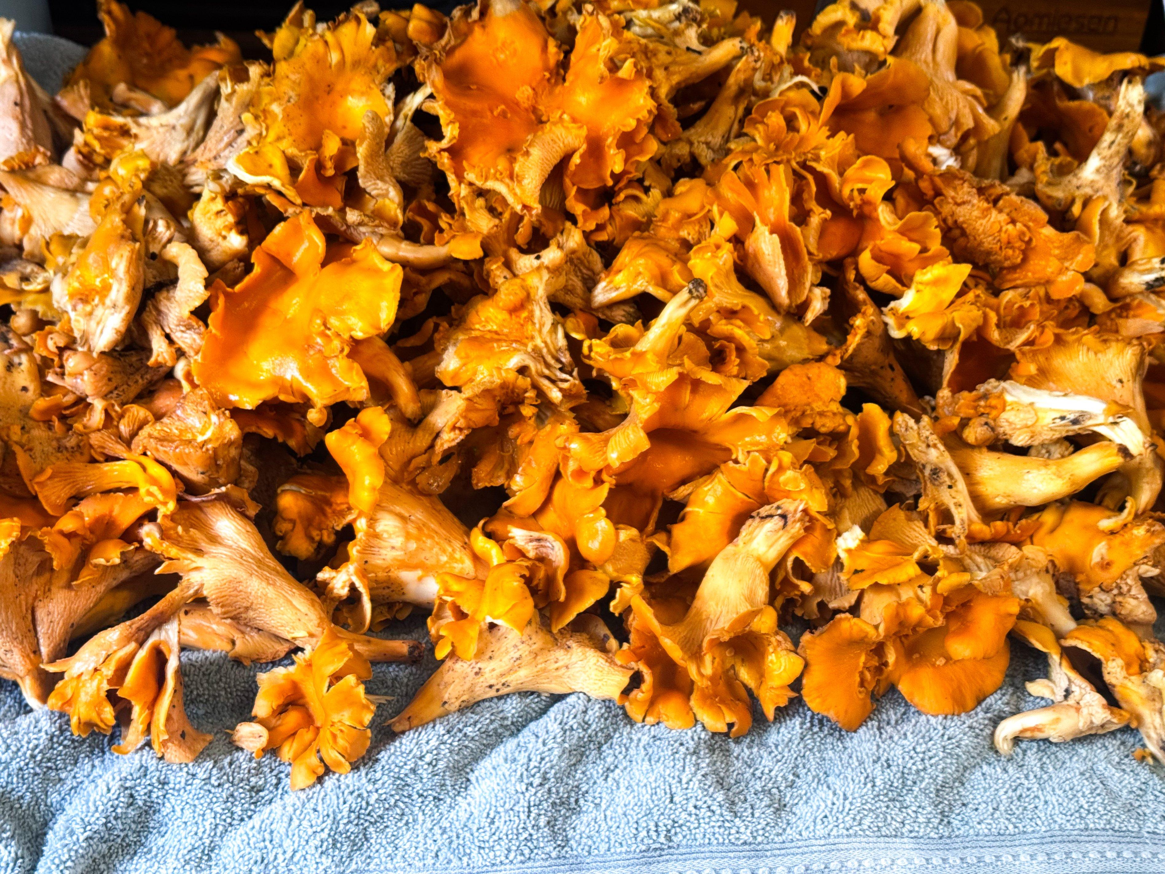Image: chanterelle_storage_1