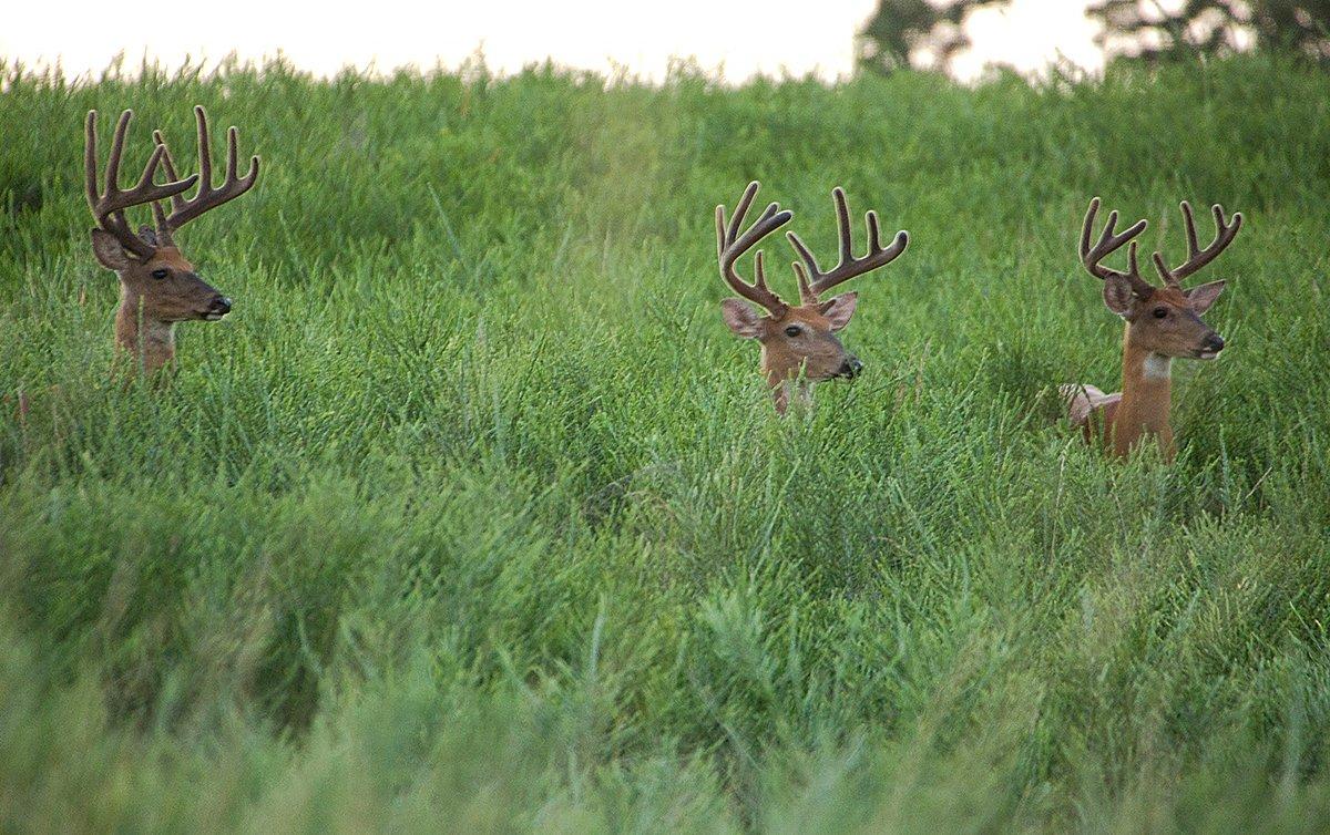 A velvet buck is within reach if you do your homework beforehand. (Heartland Bowhunter photo)