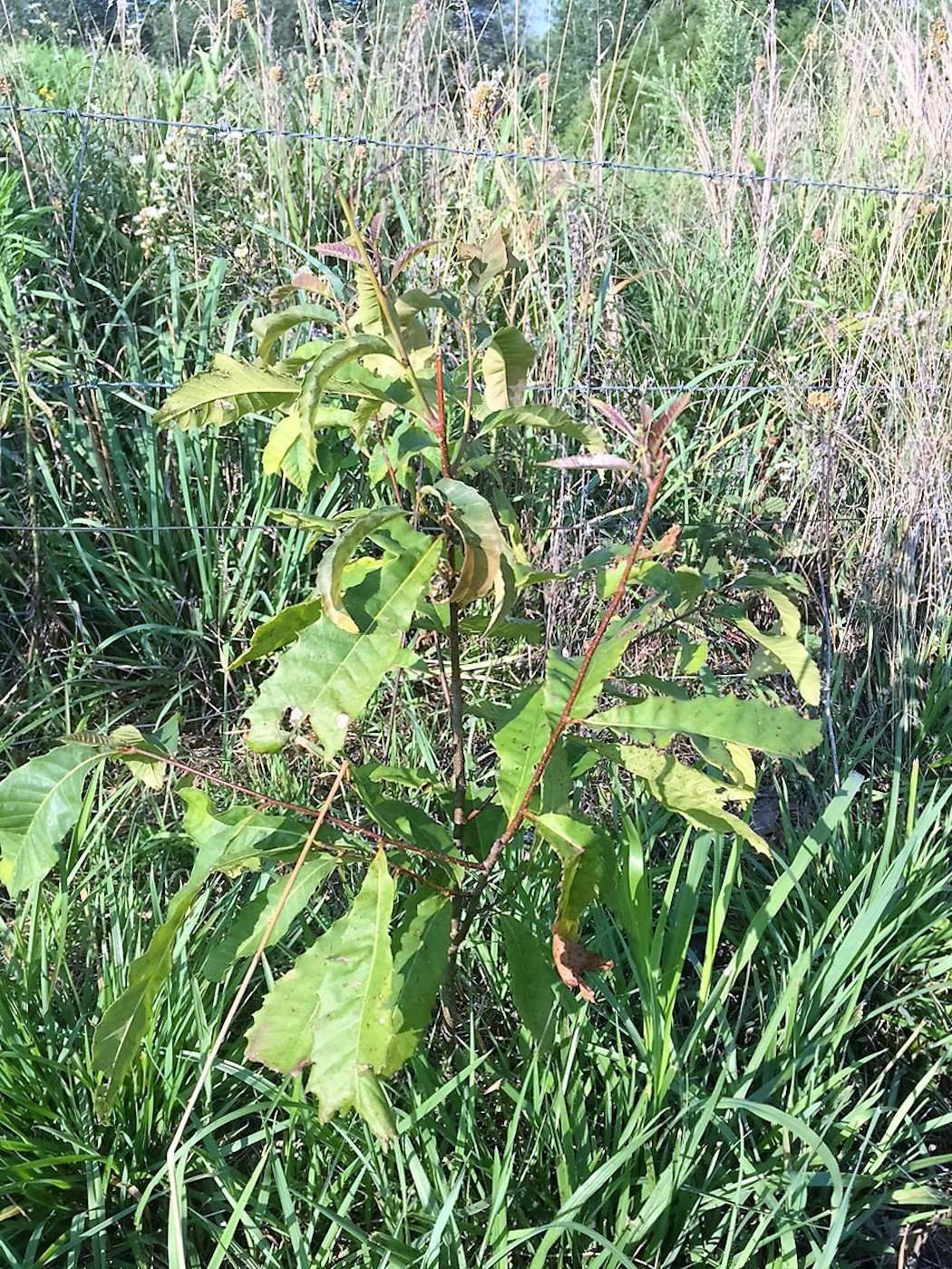 Chestnut Hybrid 