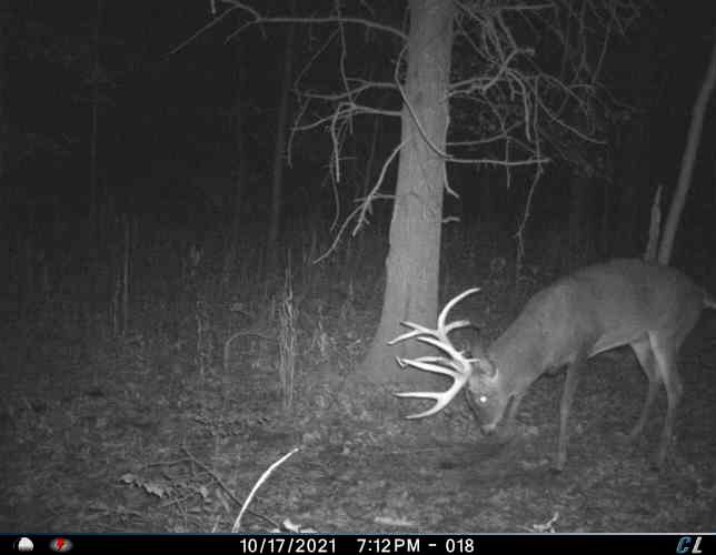 It really grew into something special during the 2021-22 deer season. Image courtesy of Chris Dussold