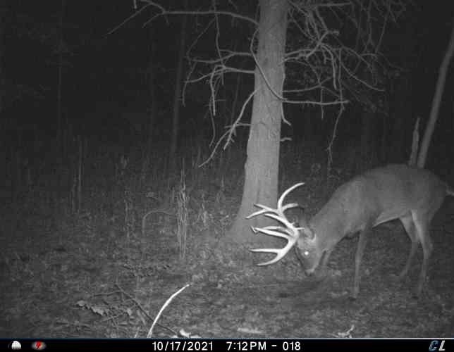It really grew into something special during the 2021-22 deer season. Image courtesy of Chris Dussold It really grew into something special during the 2021-22 deer season. Image courtesy of Chris Dussold