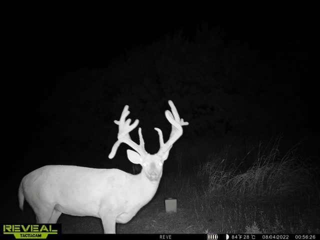 After following this deer for a while, Ogle finally got a shot at it. Image courtesy of Christopher Ogle