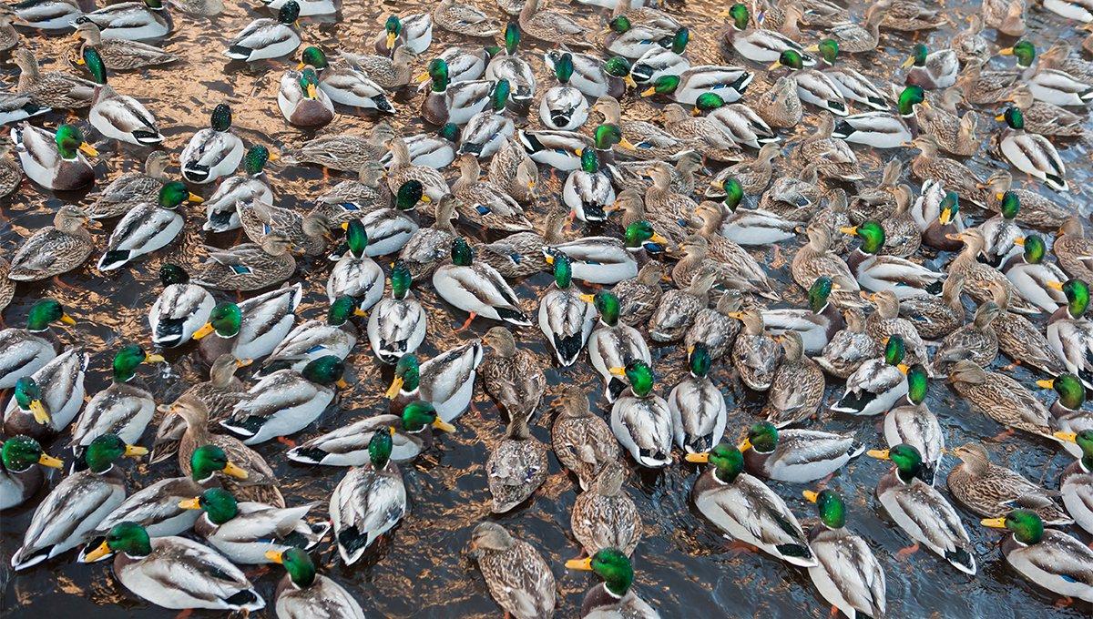 OK, be honest. If no one was looking, would you jump these birds or just shoot several on the water? Photo © Igor Podgorny/Shutterstock