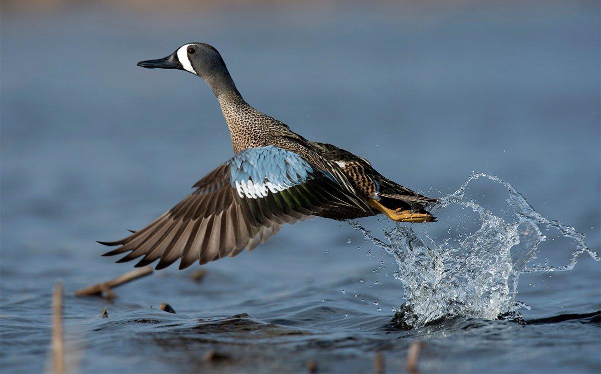 September: Bluewings and Honkers