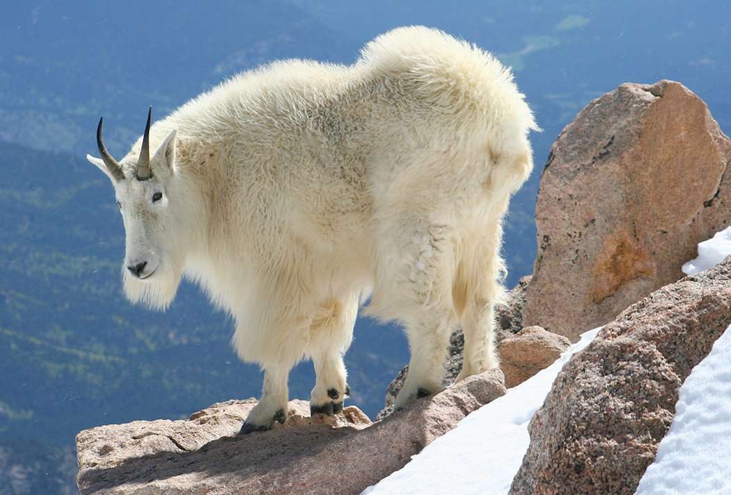 American Mountain Goat