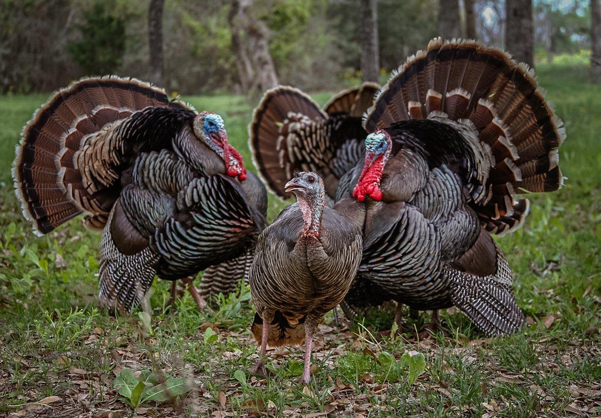 Use girl talk to pull in strutters behind hens. © Images On The Wildside