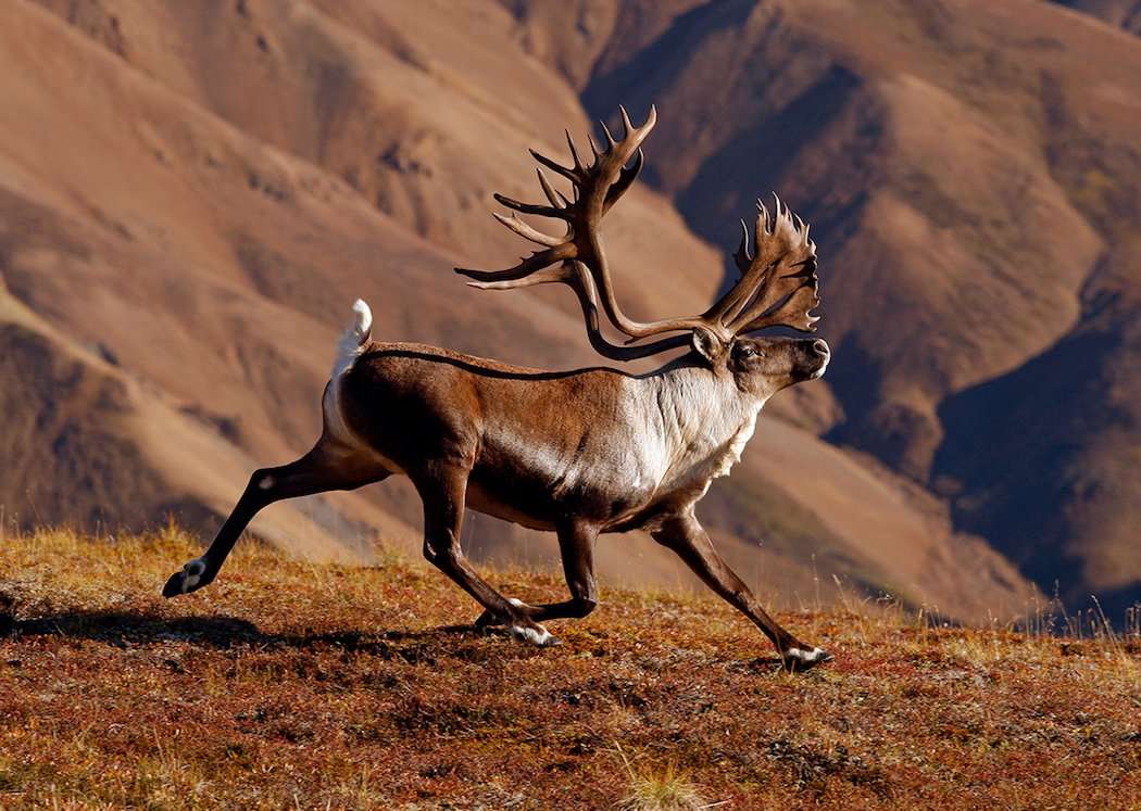 125 whitetail antlers set elk moose deer mule huge