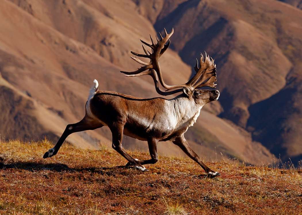 Barren Ground Caribou