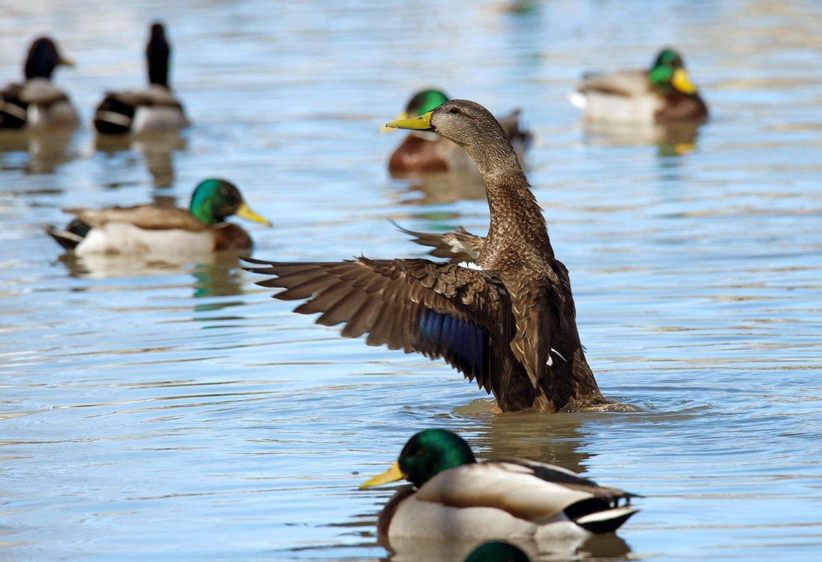 Black ducks offer great hunting opportunities in northern portions of the Atlantic Flyway, but the action doesn't stop there. From woodies to sea ducks, the flyway features a cornucopia of waterfowling delights. Photo © Images on the Wildside