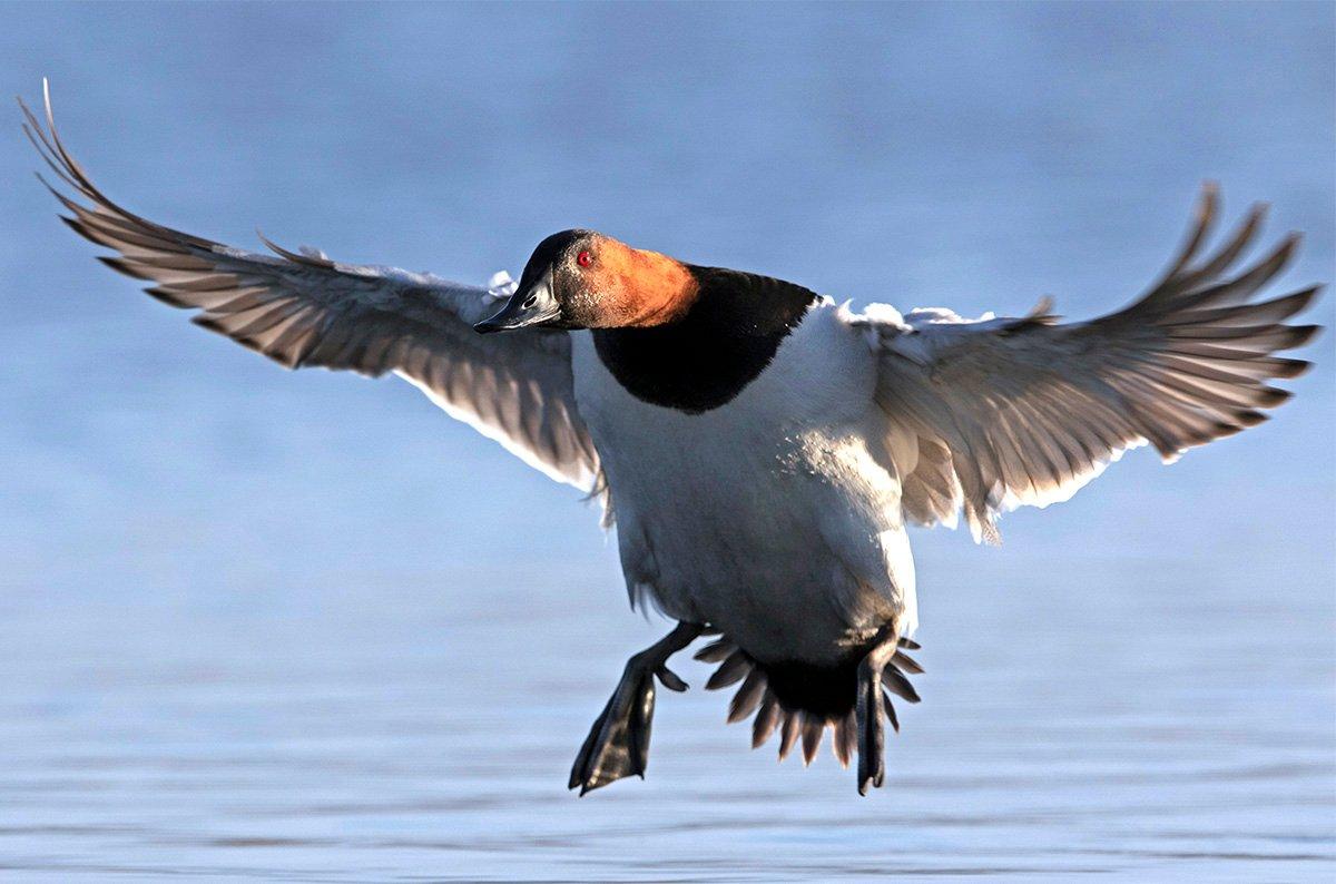 Duck hunters will go to great lengths to score that drake canvasback of a lifetime. But where should they focus their efforts? Photo © Images on the Wildside