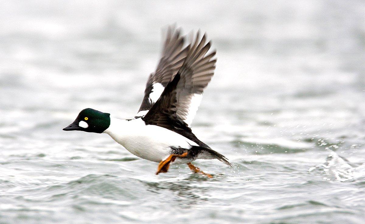 With thick feathers and amazing diving ability, the goldeneye is a tough customer. But is it the most rugged duck? Photo © Images on the Wildside