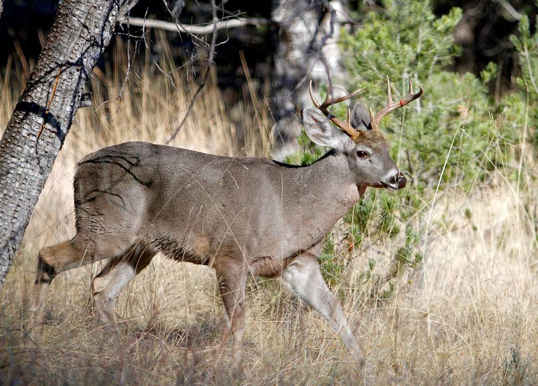 Coues White-Tailed Deer