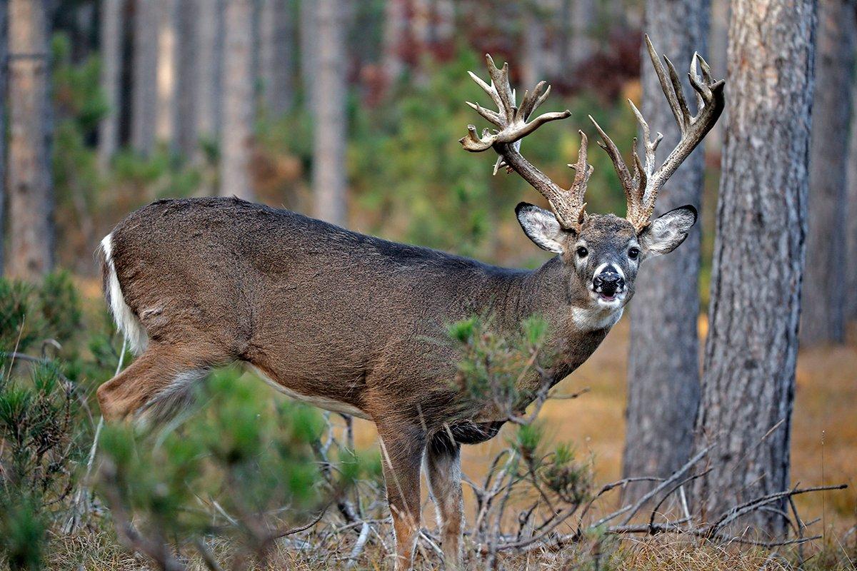 Unusual on sale deer antlers