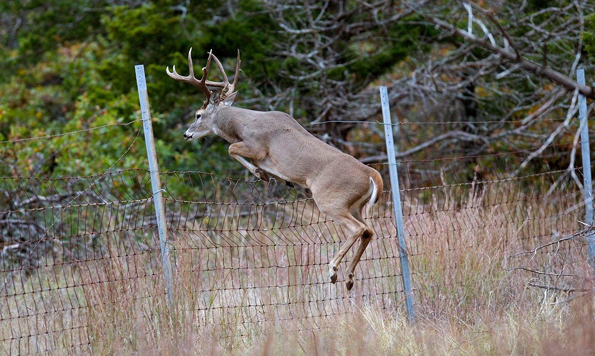 whitetail deer caught on fence