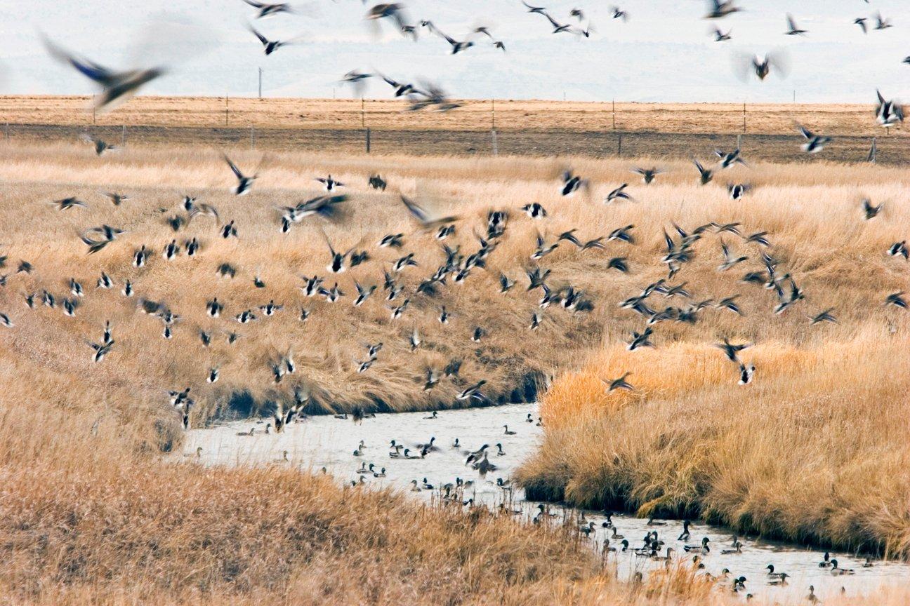 Scenic vistas and seemingly unlimited ducks — how can you not love North America's prairies? Photo © Denver Bryan/Images on the Wildside