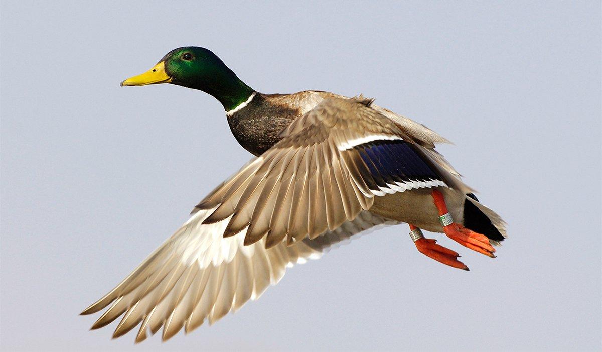 As of July, hunters can no longer report waterfowl band information via telephone. Instead, go to reportband.gov. Photo © Images on the Wildside