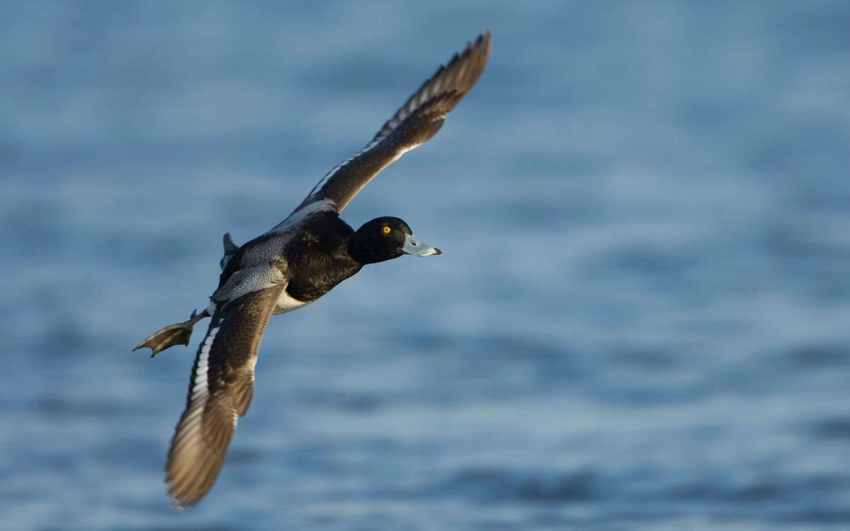 Bluebills might be somewhat spotty this season in the Pacific Flyway, but other species are abundant. Photo © Images on the Wildside