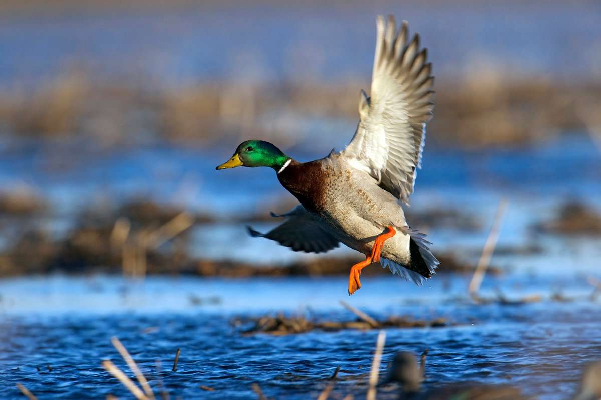 It's a mallard game now in Nebraska, Kansas and points south. And after a mild autumn, Central Flyway hunters don't mind that at all. Photo © Images on the Wildside