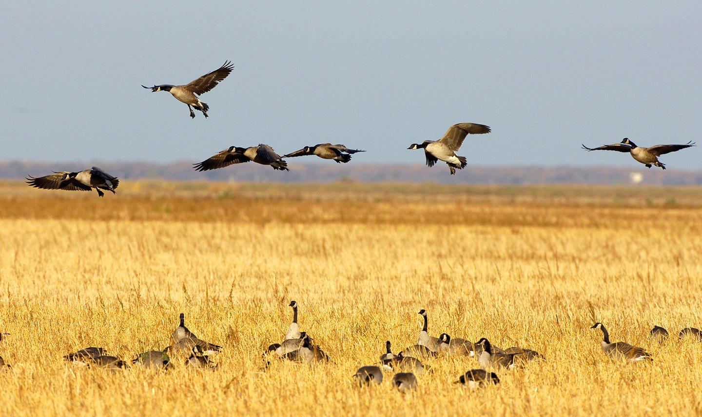 Geese won't land there. Or will they? Never make assumptions with wild birds. Photo © Images on the Wildside
