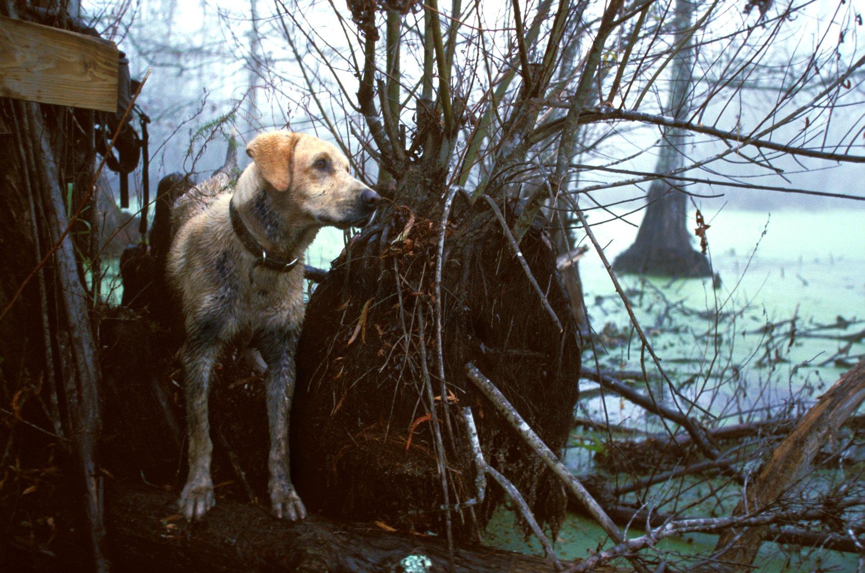 Duck dogs don't stay clean very long. The inside of your truck will often testify to that. Photo © Images on the Wildside