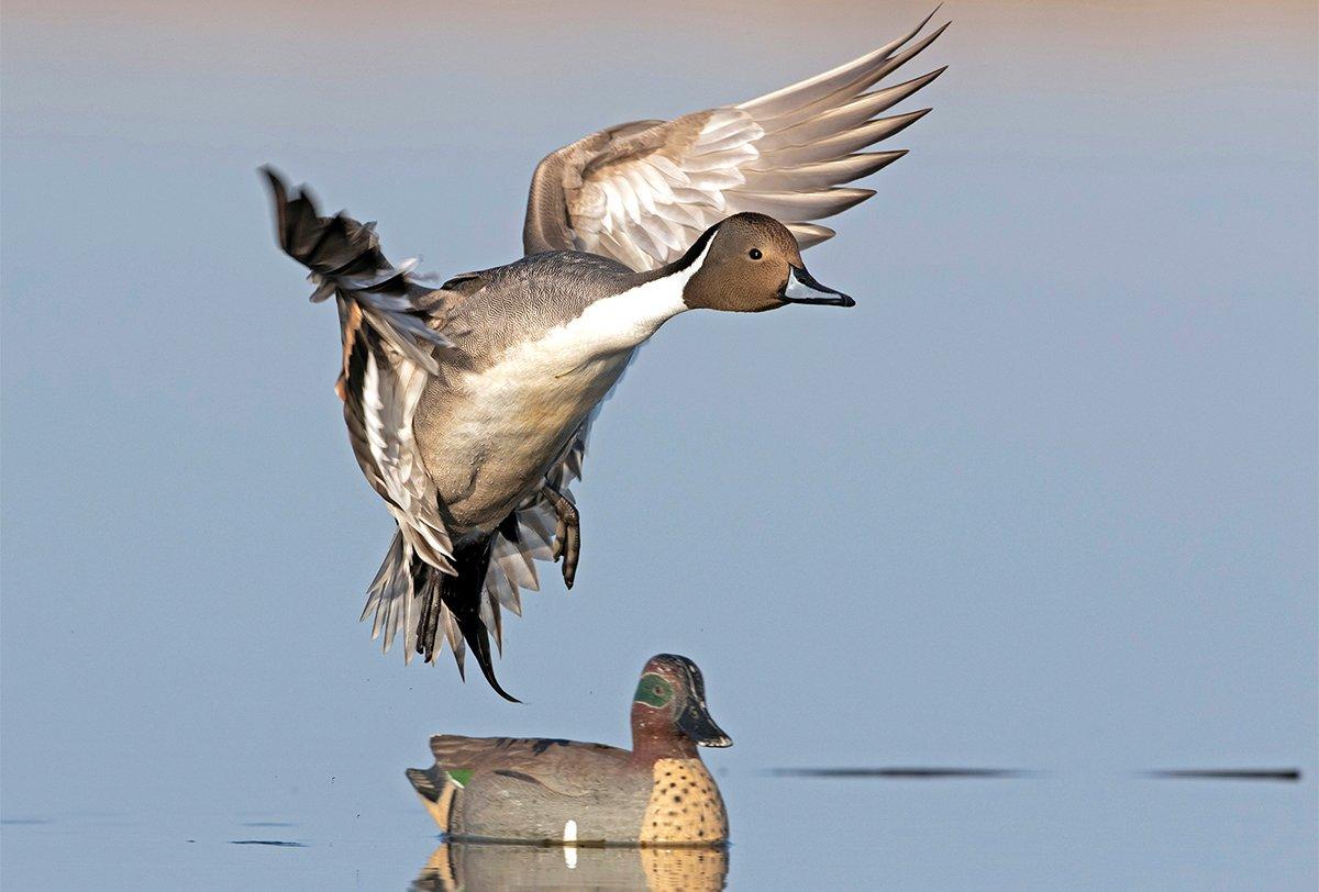 Will those pintails ever land? Sure ... probably 100 yards away after circling for 15 minutes. Photo © Images on the Wildside