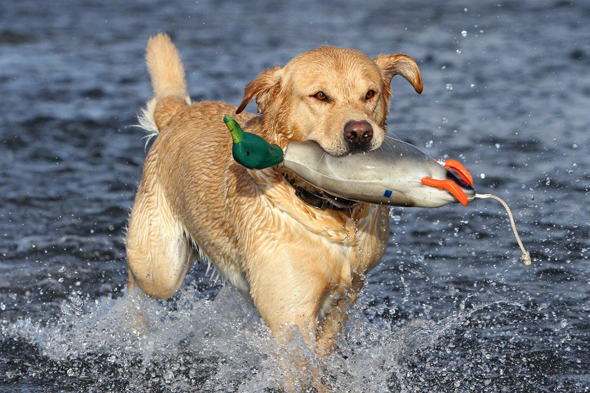 Drilling your retriever to take straight lines pays big dividends in the field. Photo © Images on the Wildside