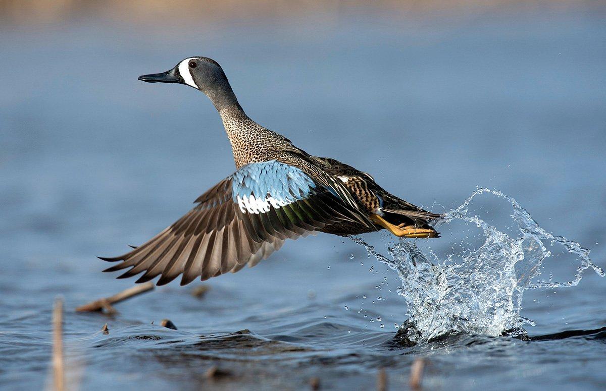A bluewing during a freeze-up hunt on big water? Why not? Photo © Images on the Wildside